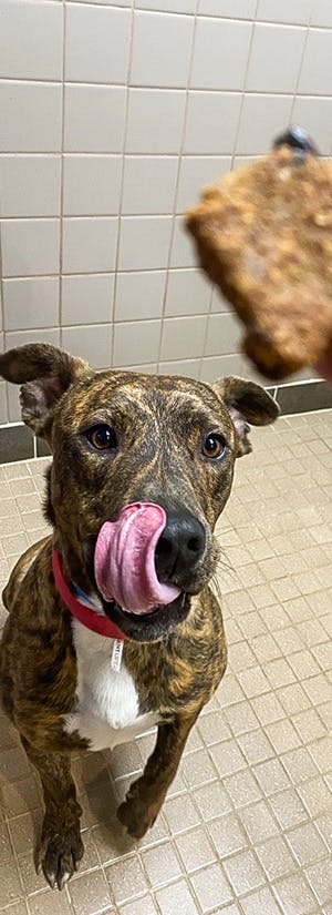 Animal Humane New Mexico