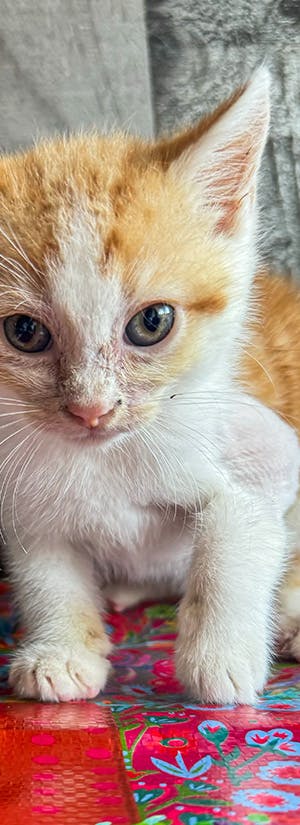 Magnolia's Hope Kitten Rescue