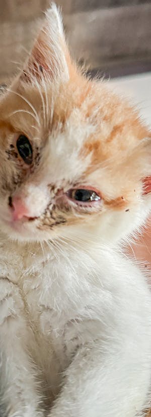 Magnolia's Hope Kitten Rescue