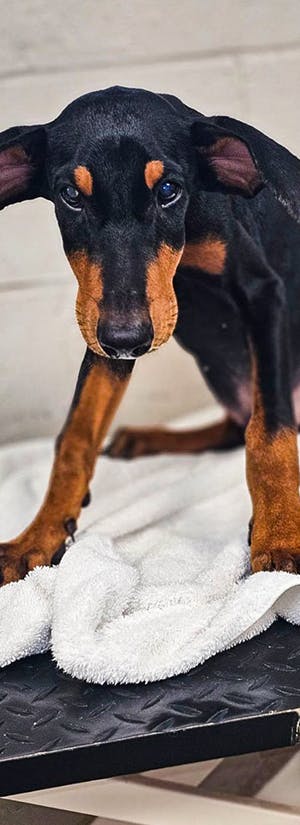 Legacy of Hope Dog Rescue