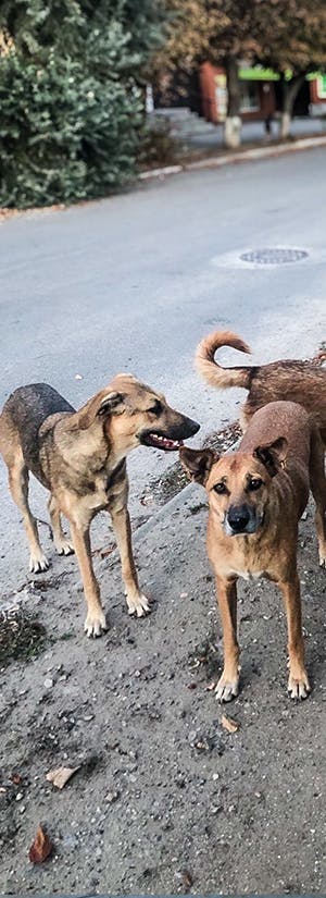 United for Animals