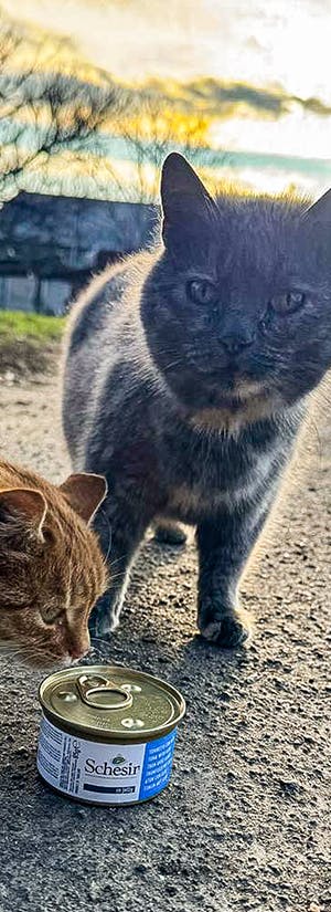 United for Animals