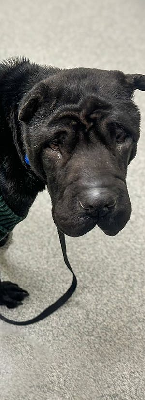 Humane Society of Southern Wisconsin