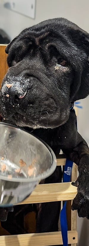 Humane Society of Southern Wisconsin
