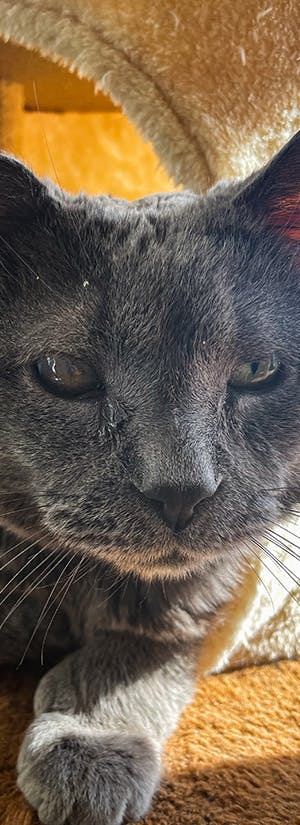 Watonga Community Cat Foundation