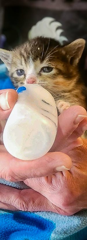 Save A Pet Rescue