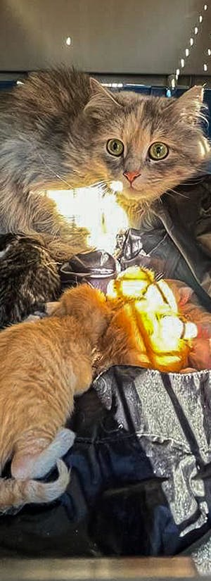 Patron Pet Center