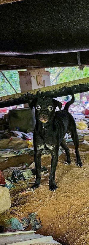 © Troy Animal Rescue Project