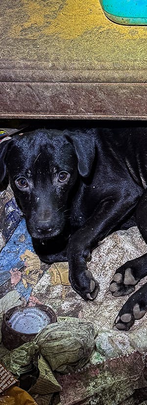 © Troy Animal Rescue Project