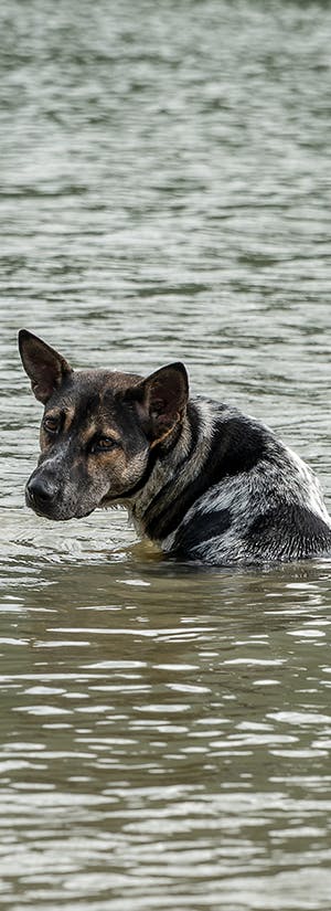 Help People & Pets Affected by Devastating Floods in Texas