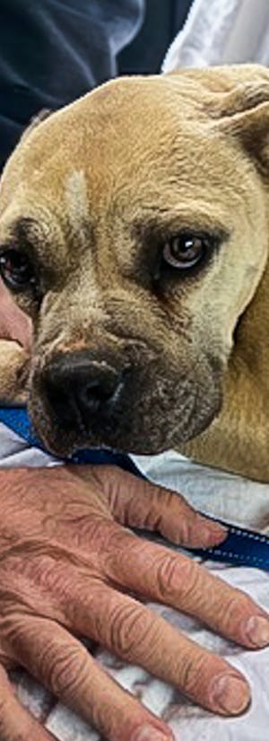 Helping Paws Animal Rescue