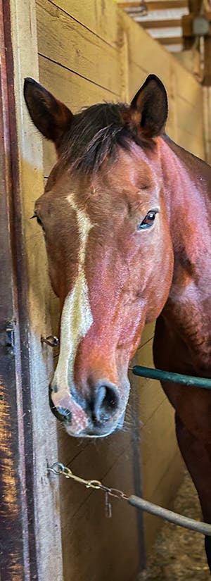 Second Wind Thoroughbred Project