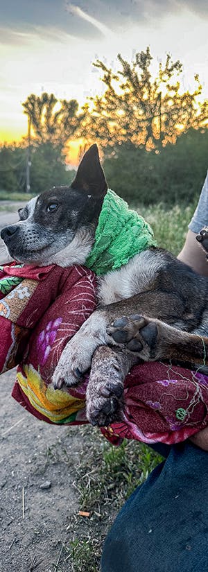 Animal Rescue Kharkiv