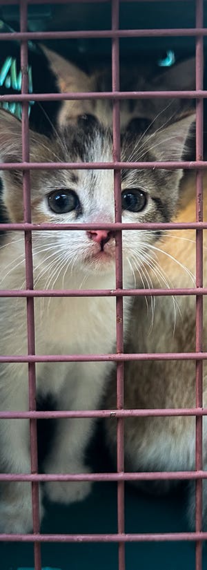 Animal Rescue Kharkiv