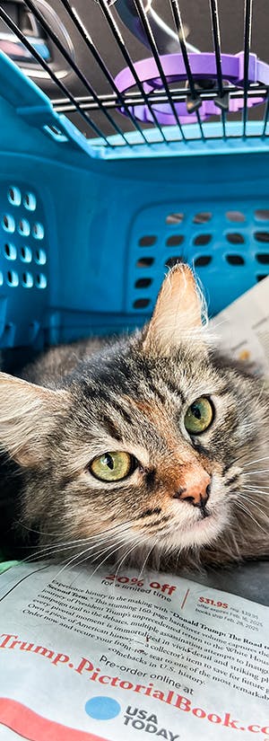 Photo: 30A Cats