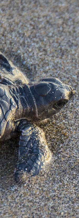 Help Save Endangered Baby Sea Turtles