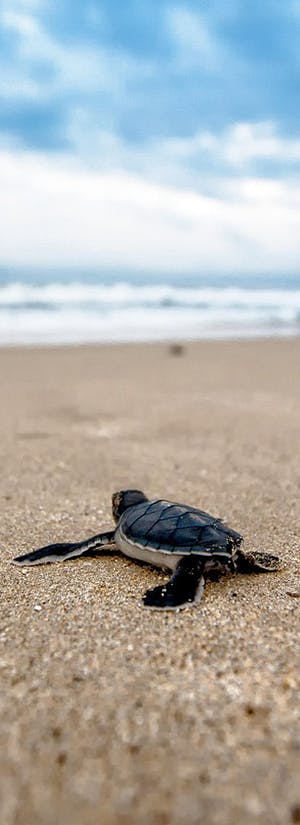 Help Save Endangered Baby Sea Turtles