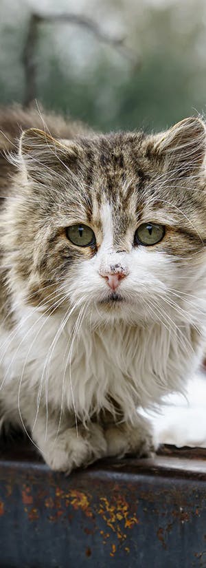 Help Provide Shelter & Care for Stray Cats