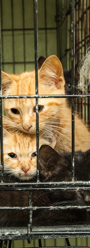 Protect Shelter Pets from Highly Contagious and Deadly Diseases