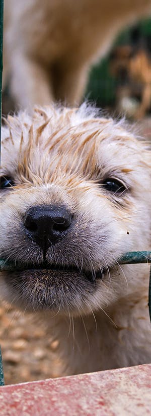 Protect Shelter Pets from Highly Contagious and Deadly Diseases