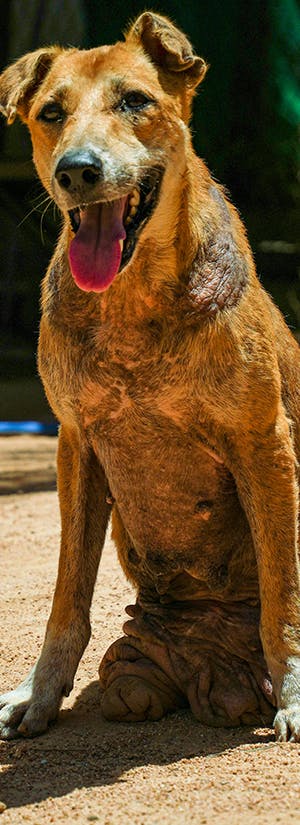 Give Wheels to Special Needs Dogs