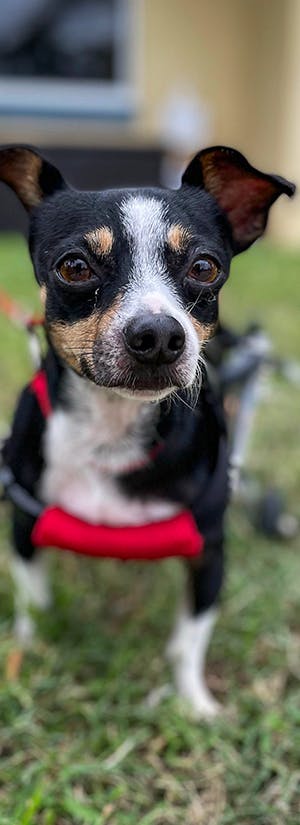 Give Wheels to Special Needs Dogs