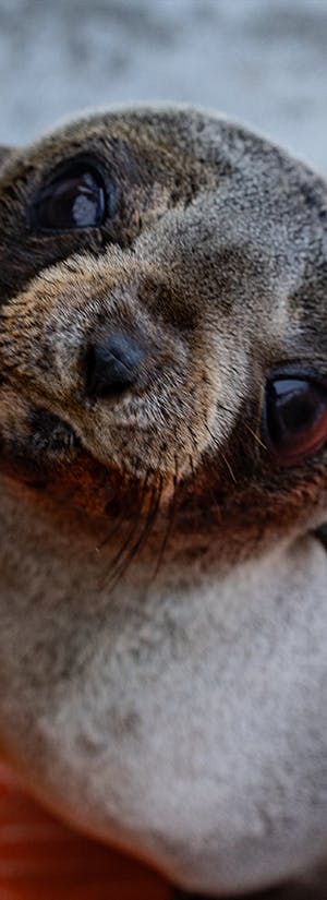 The Marine Mammal Center