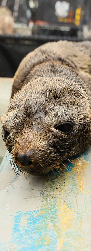 The Marine Mammal Center