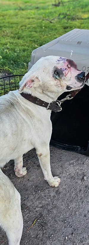 Riviera Rescue