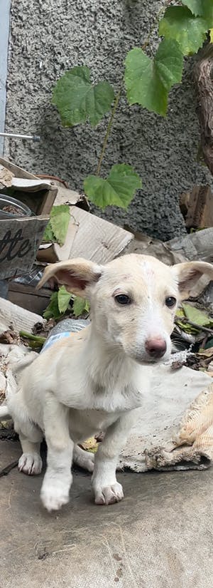Under the Sun Shelter