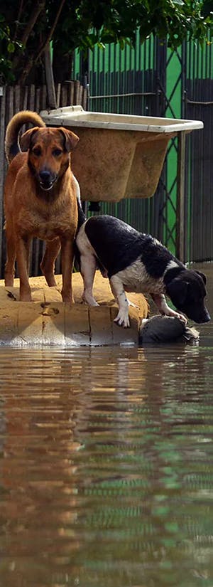 Help People & Pets Impacted by Hurricane Melissa