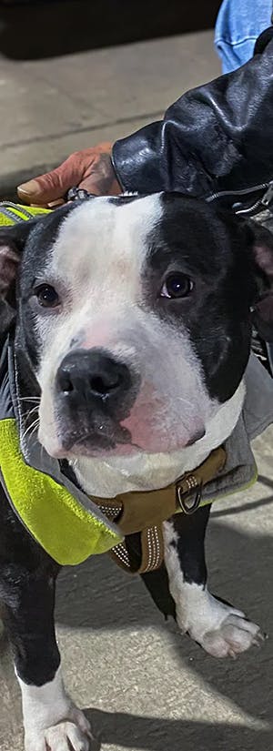 SNAP Benefits On Hold: Help Feed Americans & Pets