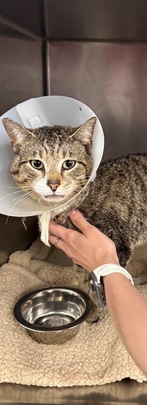 Send Care Packages to Shelter Animals