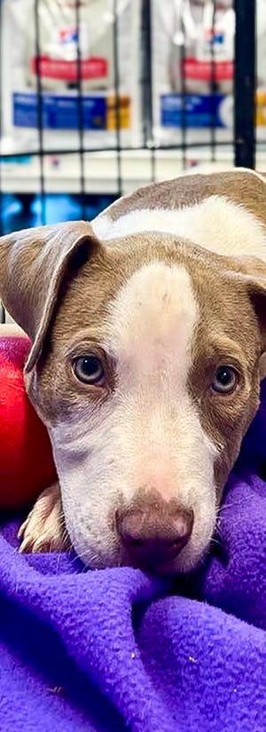 Send Care Packages to Shelter Animals