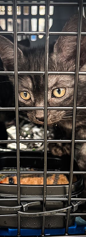 Help Fly Shelter Pets to Freedom