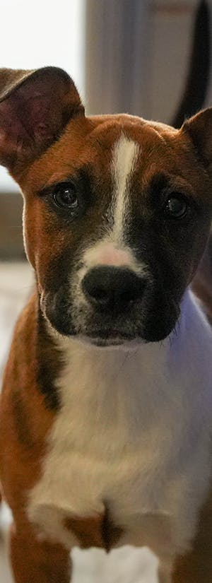 Help Fly Shelter Pets to Freedom