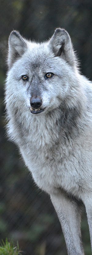 Wolf Haven International