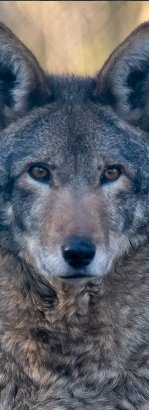 Wolf Haven International