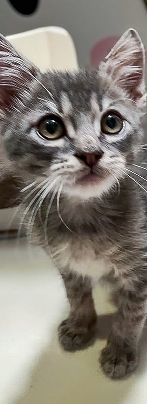 Greater Good Charities