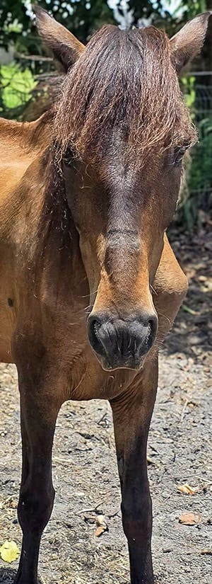 Help Starving Horses Heal from Severe Neglect