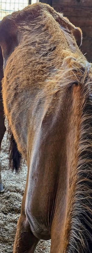 Help Starving Horses Heal from Severe Neglect