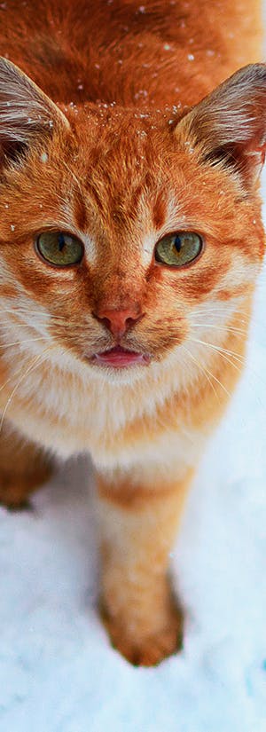 Help Provide Shelter & Care for Stray Cats