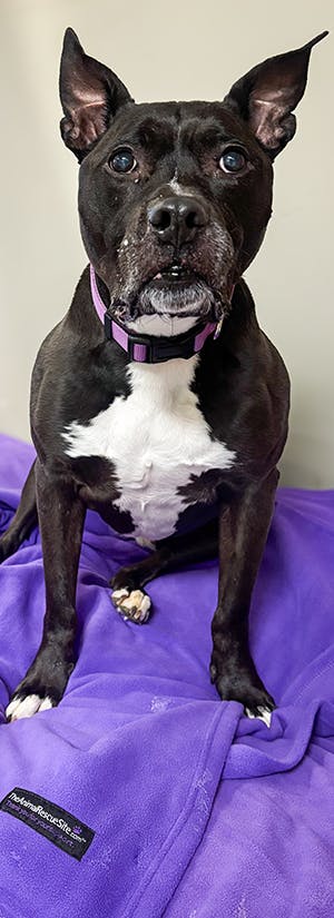 Provide Comfort to Senior Shelter Dogs