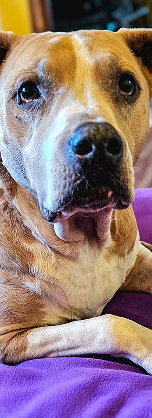 Provide Comfort to Senior Shelter Dogs