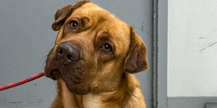 Help Fly At-Risk Shelter Dogs to Freedom
