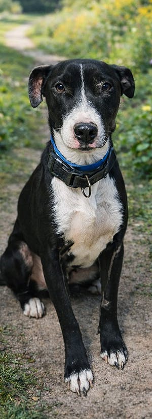 Help Fly At-Risk Shelter Dogs to Freedom