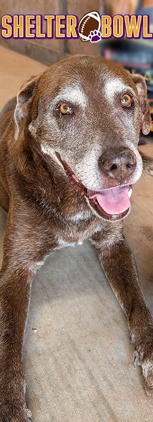 Shelter Bowl 2026 - Feed Hungry Shelter Pets 