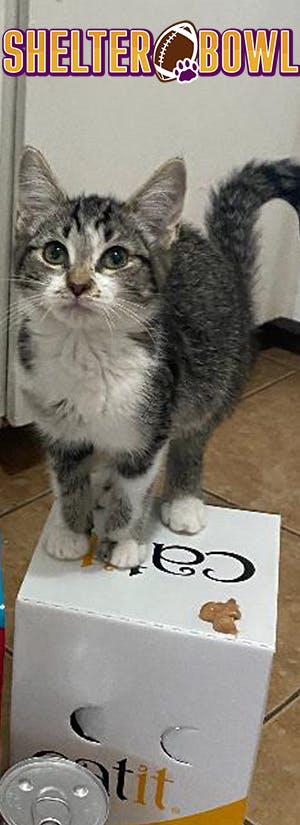 Shelter Bowl 2026 - Feed Hungry Shelter Pets 