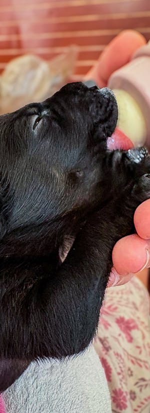 Help Save Dangerously Ill Puppy Named Mae