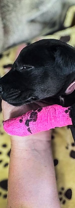 Help Save Dangerously Ill Puppy Named Mae